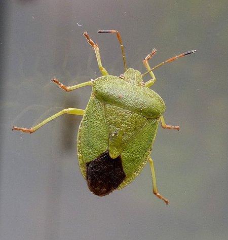 Réf. 336 472 : Palomena viridissima
